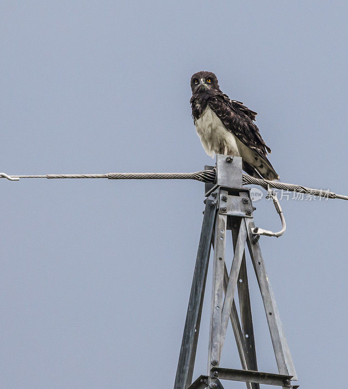 Black-chested Snake Eagle, Circaetus pectoralis, Botswana, Africa